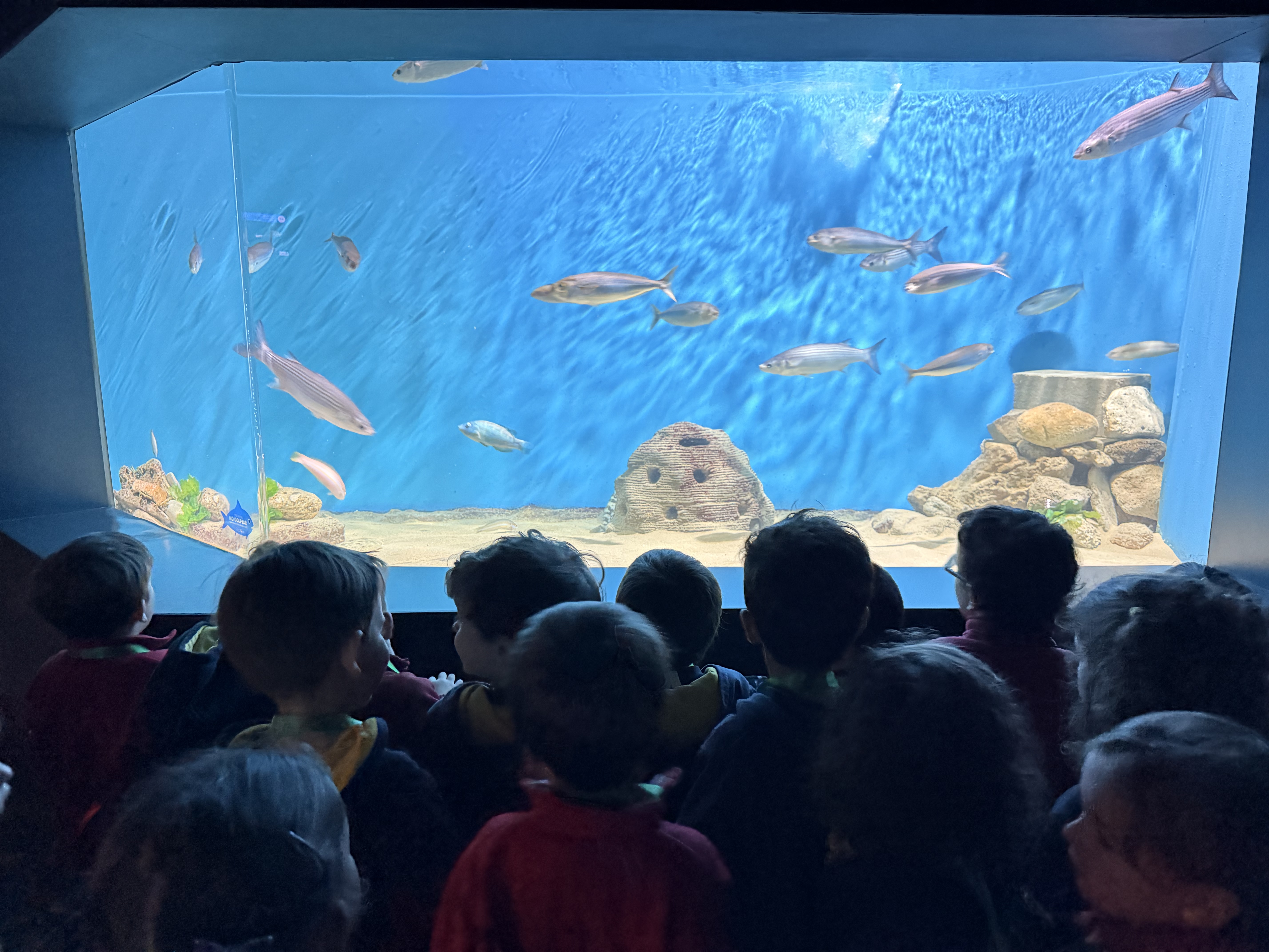 nuestra-primera-excursión-bajo-el-mar